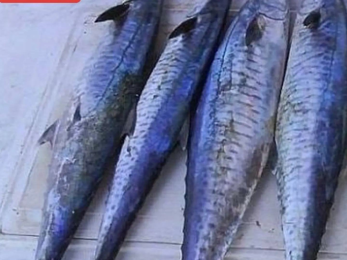 King Fish 500g